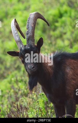 un ritratto di un giovane buck di capra marrone-nero sul verde prato di montagna in una giornata estiva Foto Stock