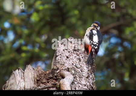 grande picchio maculato maschio , dendrocopos maggiore, arroccato su un abete rosso nella foresta di montagna in un giorno d'estate Foto Stock