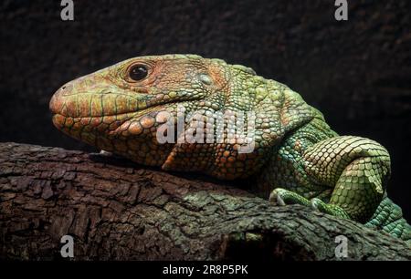 Northern Caiman Lizard Foto Stock