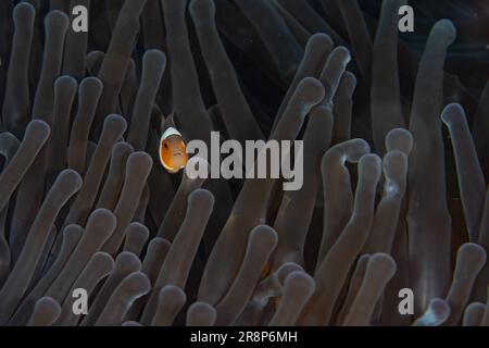 Un giovane pesce pagliaccio, Amphiprion ocellaris, nuota tra i tentacoli del suo anemone ospite su una barriera corallina in Indonesia. Questa simbiosi è mutualistica. Foto Stock