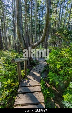 Passerella di Cedar puncheon lungo Cape Flattery Trail, Makah Nation, Washington state, USA [solo licenza editoriale] Foto Stock