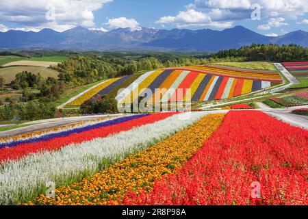 Campo di fiori a Shikisai no Oka Foto Stock