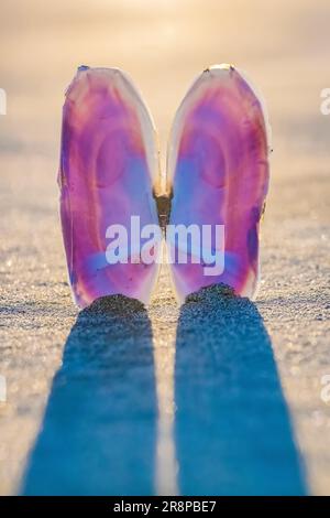 Pacific Razor Clam, Siliqua patula, conchiglia al tramonto su Hobuck Beach, Makah Nation, Olympic Peninsula, Washington state, USA [solo licenza editoriale] Foto Stock