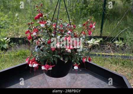 Un vaso di fiori con fuchsie resistenti all'inverno in giardino. Fuxia, lat. Fucsia è un genere di piante perenni della famiglia di Cipro, Onagraceae Foto Stock