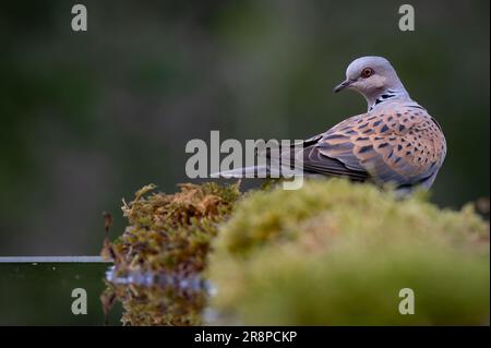 Turtle dove su uno stagno Foto Stock