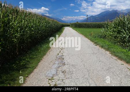 Percorso ciclabile a lunga distanza sul fiume Drava (Drauradweg) vicino alla città di Spittal an der Drau, nello stato austriaco della Carinzia. Pista ciclabile tra campi di mais. Foto Stock