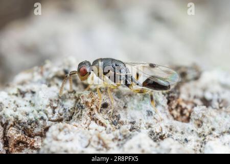 Eurytomid Wasp (Sycophila sp.), questa manca la sua ala sinistra. Foto Stock