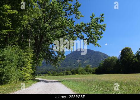 Percorso ciclabile sul fiume Drava (Drauradweg) vicino alla città di Spittal an der Drau, nello stato austriaco della Carinzia. Pista ciclabile sotto grandi querce. Foto Stock