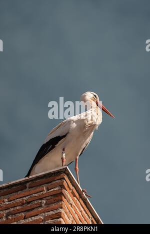 Una maestosa cicogna poggia sul tetto, crogiolandosi alla luce del sole sullo sfondo di un cielo azzurro. Foto Stock