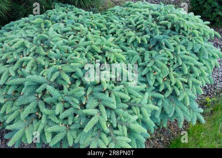 Colorado Blue Spruce, Picea pungens "Nidiformis", Prostrate, Spruce Spring Branches Blue Needles stunted Specimen Conifer Plant Low Cultivar Foto Stock