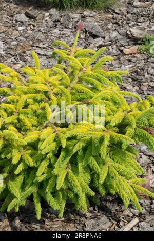 Picea abies Norvegia abete catarini 'cuore d'oro Piceaa'Tree Bright Yellow Gold abete rami europei Giardino Primavera piccola forma stregata Foto Stock