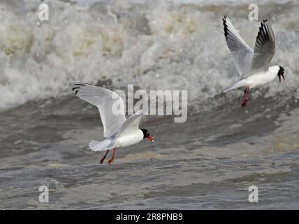 Gabbiano mediterraneo (Larus melanocephalus) secondo gabbiano mediterraneo invernale con vongole di Razor (Ensis ensis) nel becco, dopo il relitto delle vongole di Razor Eccles-o Foto Stock