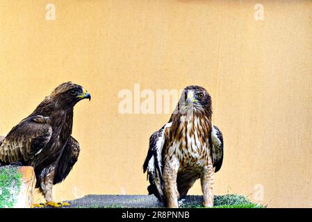 Scatto dell'aquila bootata (Hieraaetus Pennatus), un uccello preda di medie dimensioni, in un centro faunistico di Minorca Foto Stock