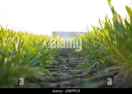 Questa splendida fotografia cattura la bellezza di un campo di mais al mattino presto, illuminato dal glorioso sole dorato Foto Stock