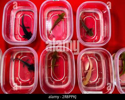 Axolotl, Ambystoma mexicanum Foto Stock