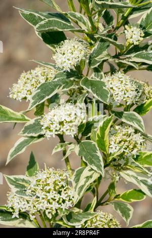 Corno rosso corno "oro bianco" rami di legno di paglia foglie di foglie di foglie variegate arbusto fiorito primavera fiori bianchi varietà Cultivar Cornus sericea Foto Stock