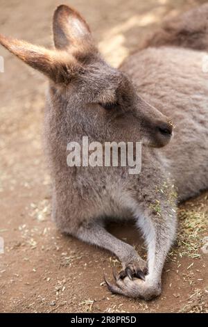 Grey Kangaroo, Koala Park, West Pennant Hills, Sydney, Australia Foto Stock