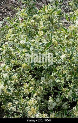 Arbusti fioriti Cornus stolonifera 'White Spot' Dogwood Cornus White Spot aka Cornus 'White Gold' foglie variegate Red Osier Dogwood Foliage Garden Foto Stock