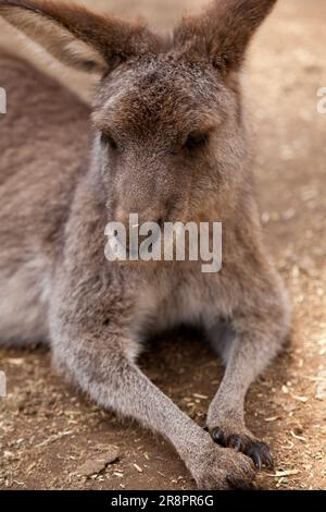 Grey Kangaroo, Koala Park, West Pennant Hills, Sydney, Australia Foto Stock