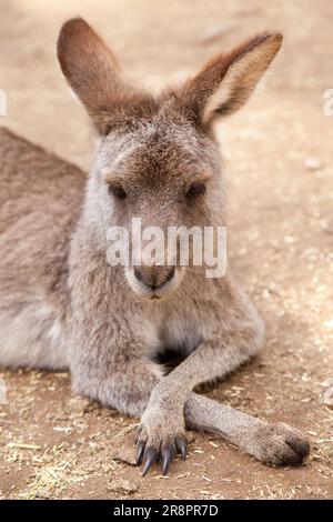 Grey Kangaroo, Koala Park, West Pennant Hills, Sydney, Australia Foto Stock