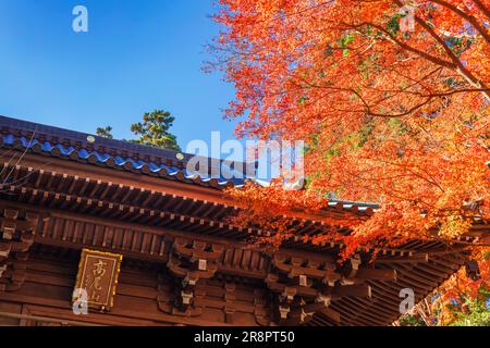 Porta di Takao Yakuoin e foglie d'autunno Foto Stock
