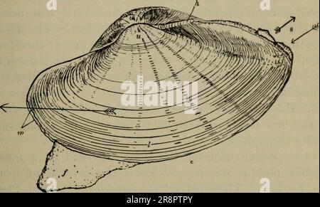 "Lezioni elementari a zoölogy: Una guida allo studio della vita animale e della struttura in campo e in laboratorio" (1896) Foto Stock