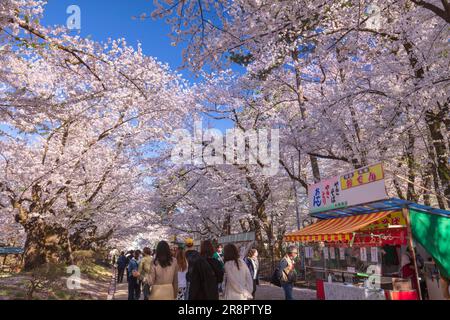 Hirosaki - La Città dei Fiori di Ciliegio