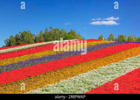 Campo di fiori a Shikisai no Oka Foto Stock