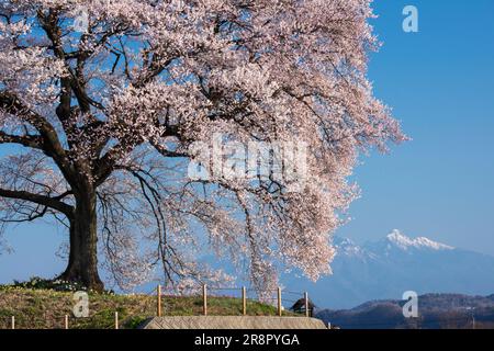 Fiori di ciliegio a Wanizuka e sul Monte Yatsugatake Foto Stock