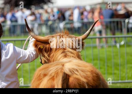Edimburgo, Scozia, 22/06/2023, Una mucca delle Highland viene mostrata al Royal Highland Show, Ingliston, ScotlandCredit: Richard Newton/Alamy Live News Foto Stock