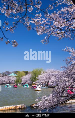 Fiori di ciliegio dello stagno Shinobazunoike del Parco Ueno Foto Stock