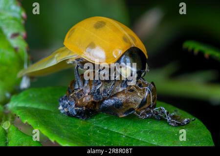 Una coccinella septempunctata (7 Spot Ladybird) appena emersa seduto sulla sommità della sua exuvia, prima che la sua conchiglia si indurisca Foto Stock