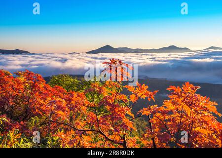 Ginsendai la mattina delle foglie autunnali Foto Stock