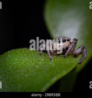 Un primo piano di un adorabile ragno Dennyphantes marrone e bianco che si erge su una foglia verde Foto Stock