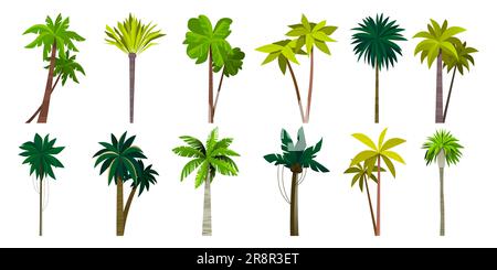 Collezione Palm tree. Cartoon tropicale cocco e banana pianta, alberi esotici isola, costa del mare macchia floreale. Set isolato da vettori di cocco palma illus Illustrazione Vettoriale