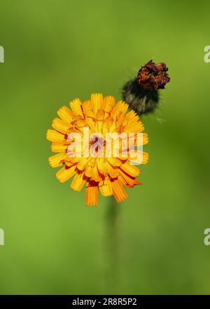 Testa di fiori di falchi arancioni o diavoli pennello di fiori selvatici nel prato. Concetto di giardinaggio o erboristeria. (Hieracium aurantiacum) Foto Stock