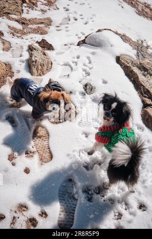 Una vista dall'alto di due cani che indossano cappotti invernali in piedi nelle fresche nevicate Foto Stock