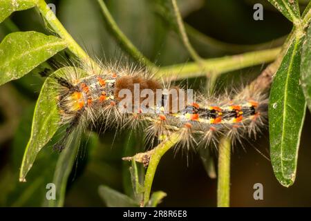 Bruco della falce arrugginita (Orgyia antiqua). Foto Stock