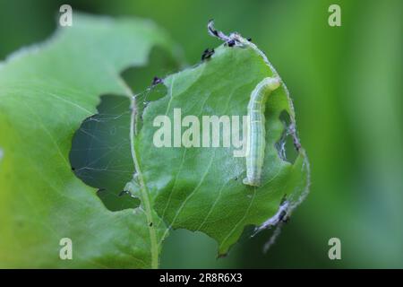 Falena invernale (Operophtera brumata) bruco su foglia di pera danneggiata. Foto Stock