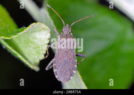 Insetto (Ceraleptus gracilicornis) su una foglia verde in giardino. Foto Stock