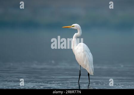 La grande egretta (Ardea alba), nota anche come egretta comune, grande egretta, o (nel Vecchio mondo) grande egretta bianca o grande airone bianco, osservata in G. Foto Stock