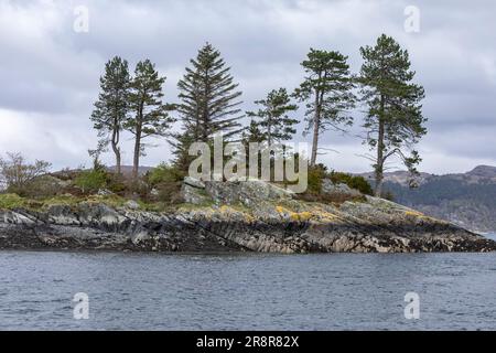 Alberi di pino verde maturi che crescono su un piccolo affioramento roccioso dell'isola nel mezzo del Loch Carron Foto Stock