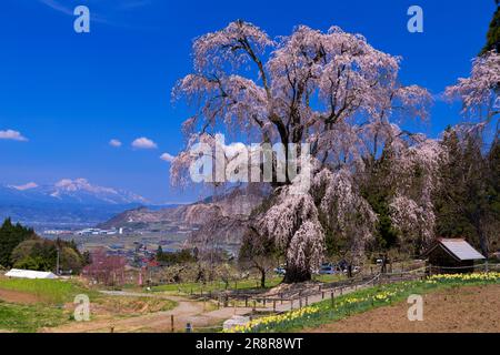 Ciliegina in acqua e Monte Myokozan Foto Stock