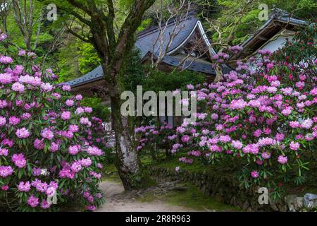 Tempio Muroji con rododendro fiorente Foto Stock