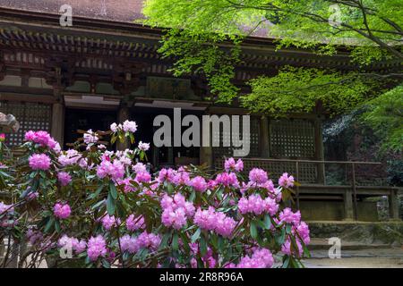 Tempio Muroji con rododendro fiorente Foto Stock