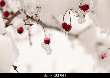 bacche secche su un albero nella neve in primo piano inverno Foto Stock