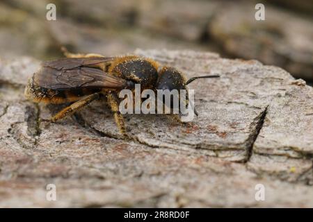 Particolare primo piano su una femmina di una rara ape muratrice che alloggia la lumaca, Osmia rufohirta seduta su legno Foto Stock