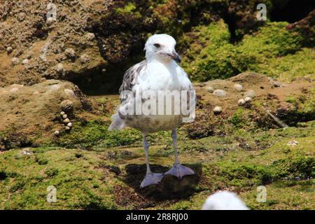 Seagull vita selvaggia sulla spiaggia di Essaouira, Marocco Foto Stock