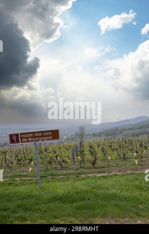 Strada del vino vicino a Saint-Veran e Macon, Borgogna, Francia Foto Stock