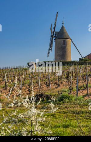 Vigneti primaverili con mulino a vento Chenas a Beaujolais, Borgogna, Francia Foto Stock